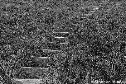 Steps and Grass