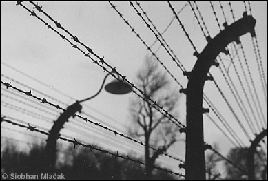 Fence Line Silhouette