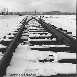 Tracks Into Birkenau