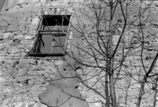wall, widow and tree